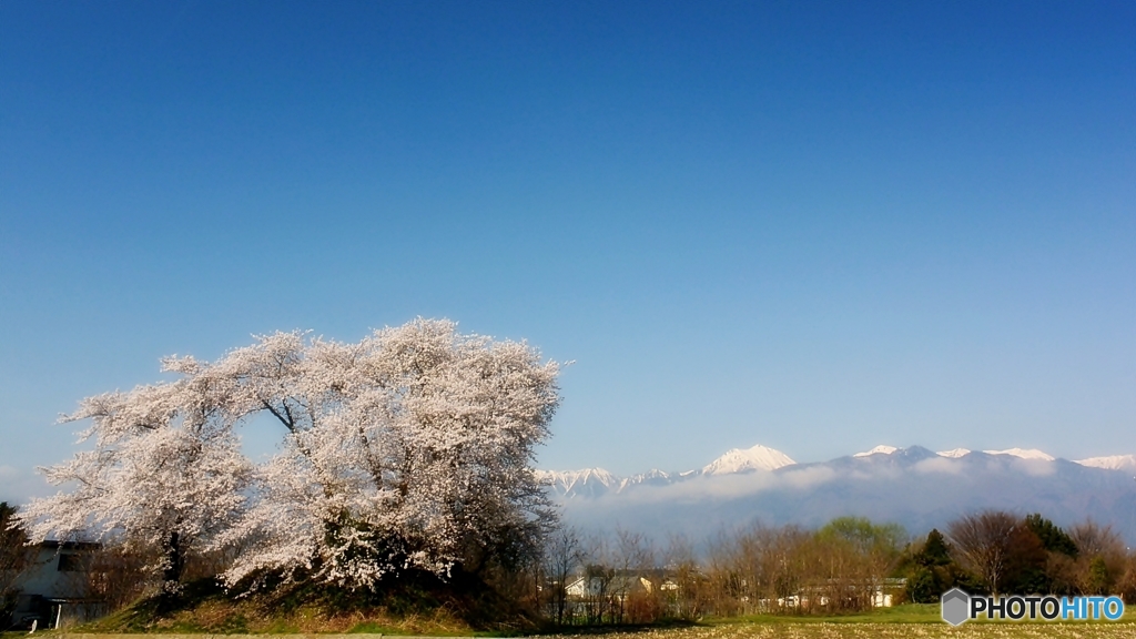 常念と桜