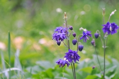 庭の花2025 (セイヨウオダマキ)