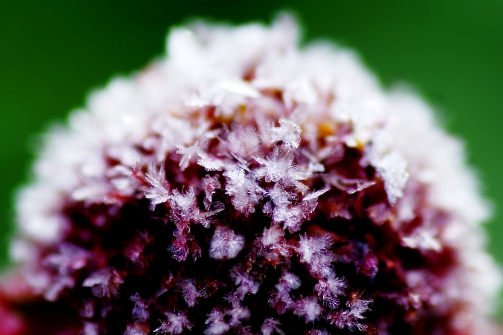 frost