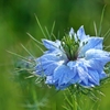 庭の花2020（ニゲラ）
