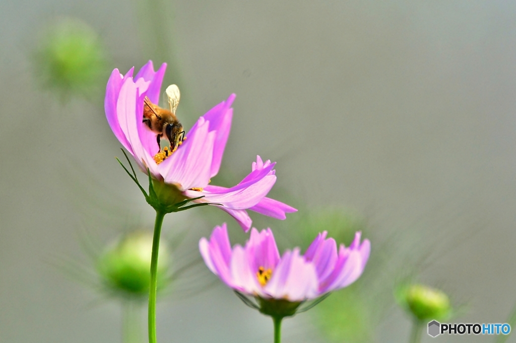 庭の花