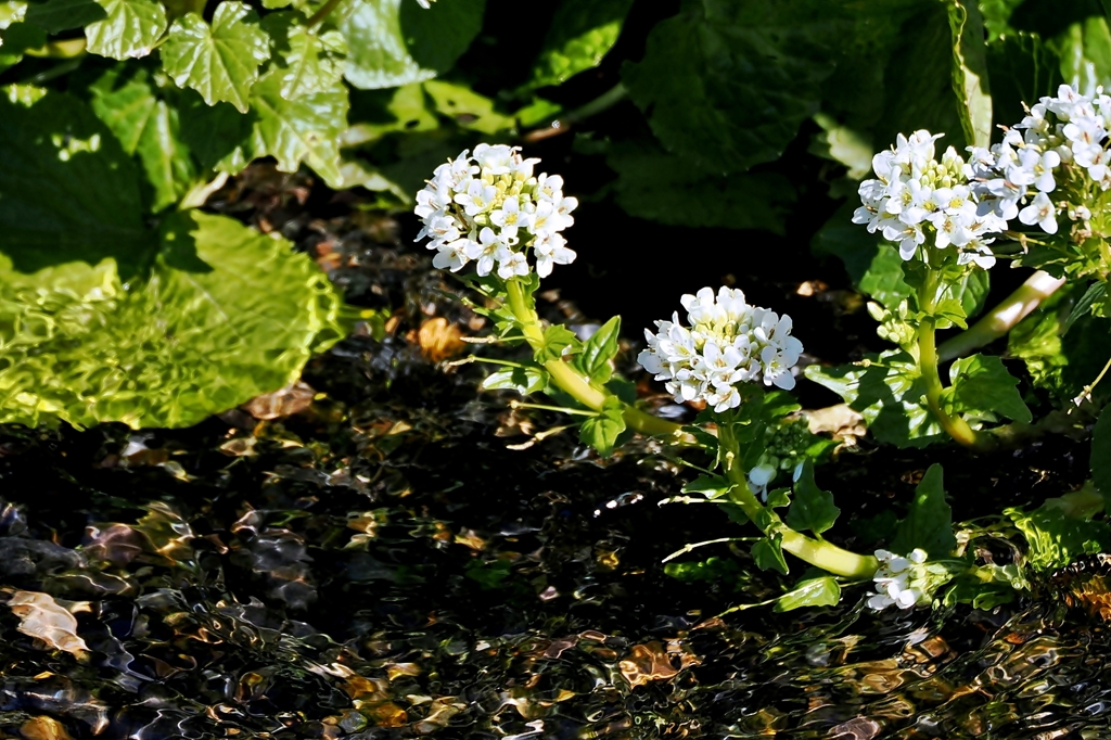 ワサビの花