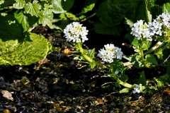 ワサビの花