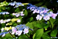 庭の花 （ガクアジサイ）