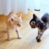 仔猫 (chata & shima)