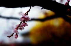 sakura (濡れて)