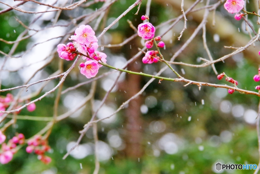 雪と梅