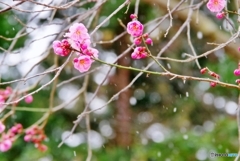 雪と梅