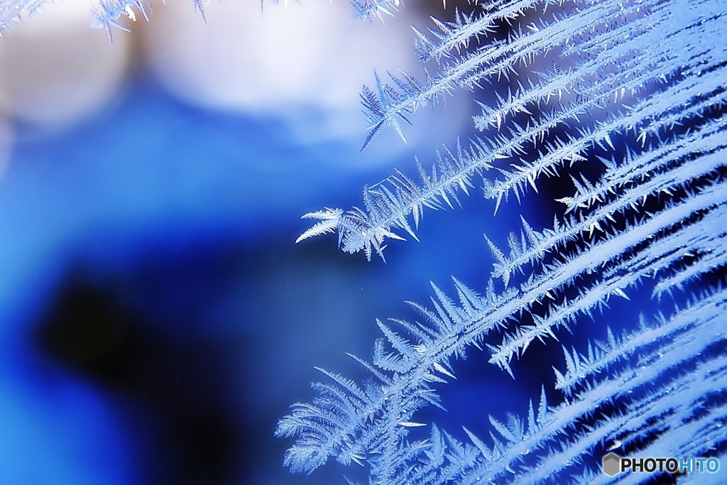 Leaf of the ice