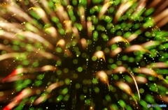 Fireworks (2015高瀬川納涼大花火大会4 )