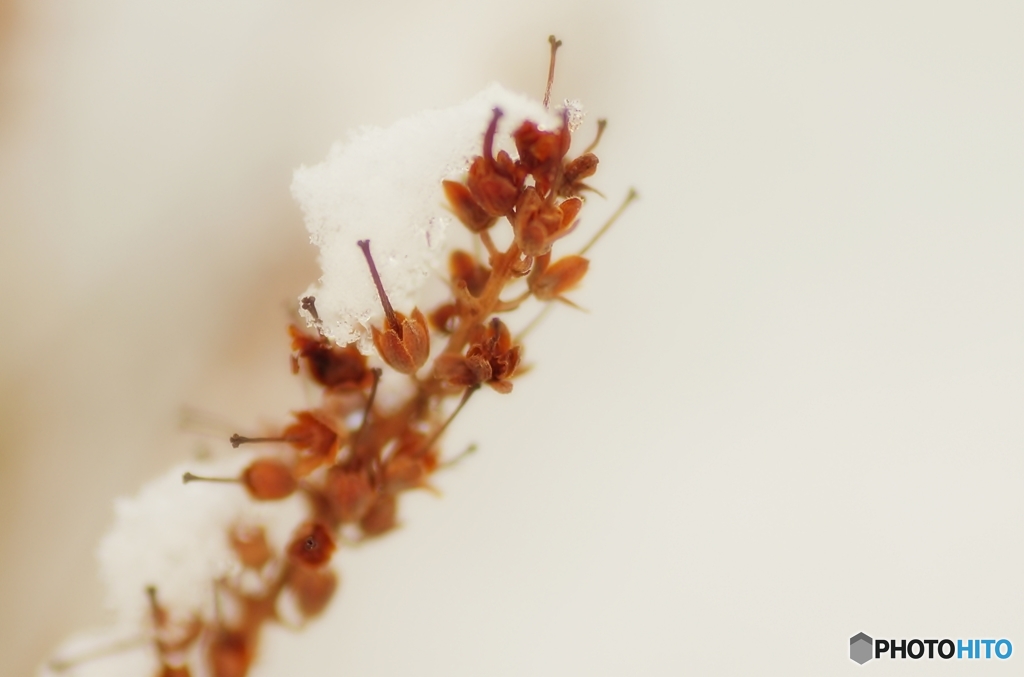 冬枯れの庭で**