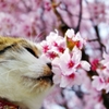 サクラの香り