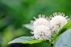 庭の花 （タニワタリの木）