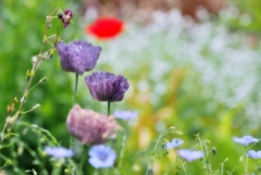 庭の花たち