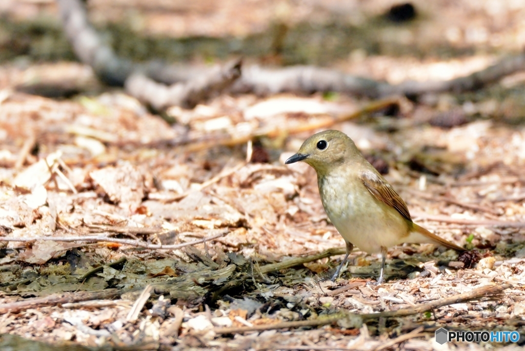 キビタキ♀