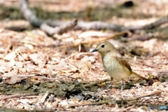 キビタキ♀