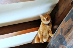 梁の上から (chata)