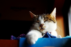 窓辺の眠り姫