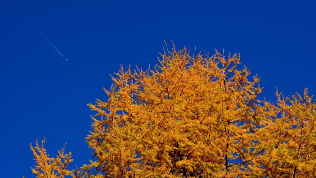 Autumnal leaves (4/6)