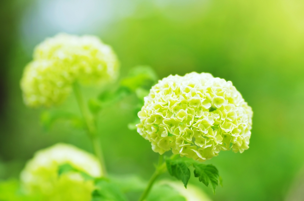 ビバーナム・スノーボール