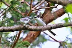 サンショウクイ♂♀