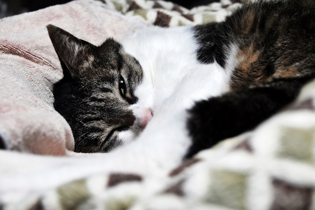 眠いのです