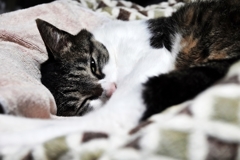 眠いのです