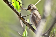 オオルリ♀