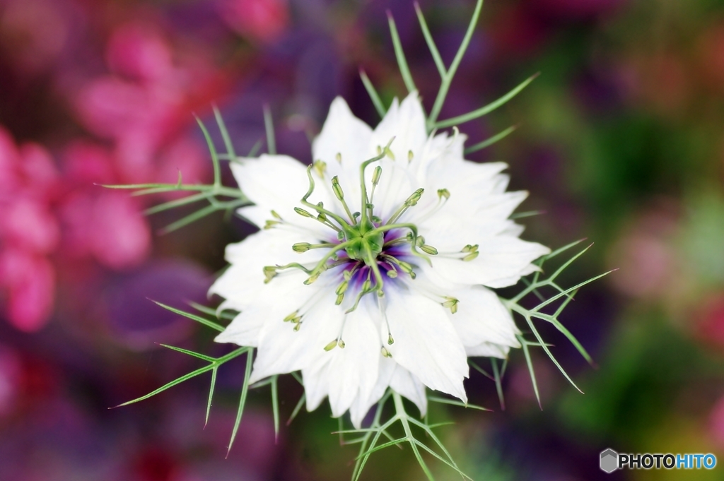 庭の花　（ニゲラ）