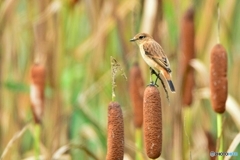 ノビタキ♀