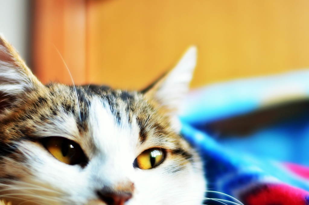 Daydreaming