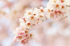 sakura (淡色)