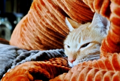 潜り屋見習い (chata)