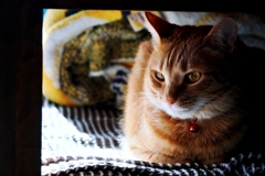 むっくむく  (fuu) 