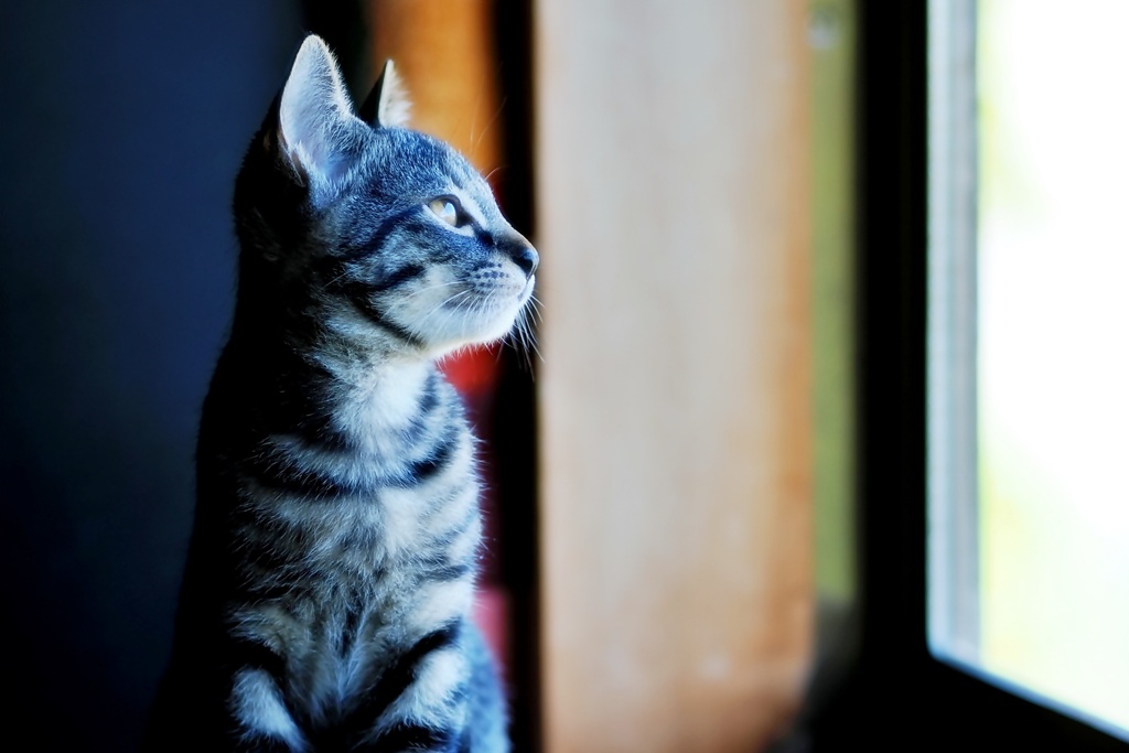 キリッと (shima)