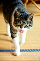 ハナペロ