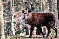 森に生きる (ニホンカモシカ)
