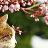 今年の桜と　 (goma) 