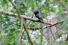 サンコウチョウ♂