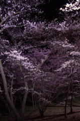 夜桜（弘法山古墳）2
