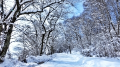 桜並木雪景色