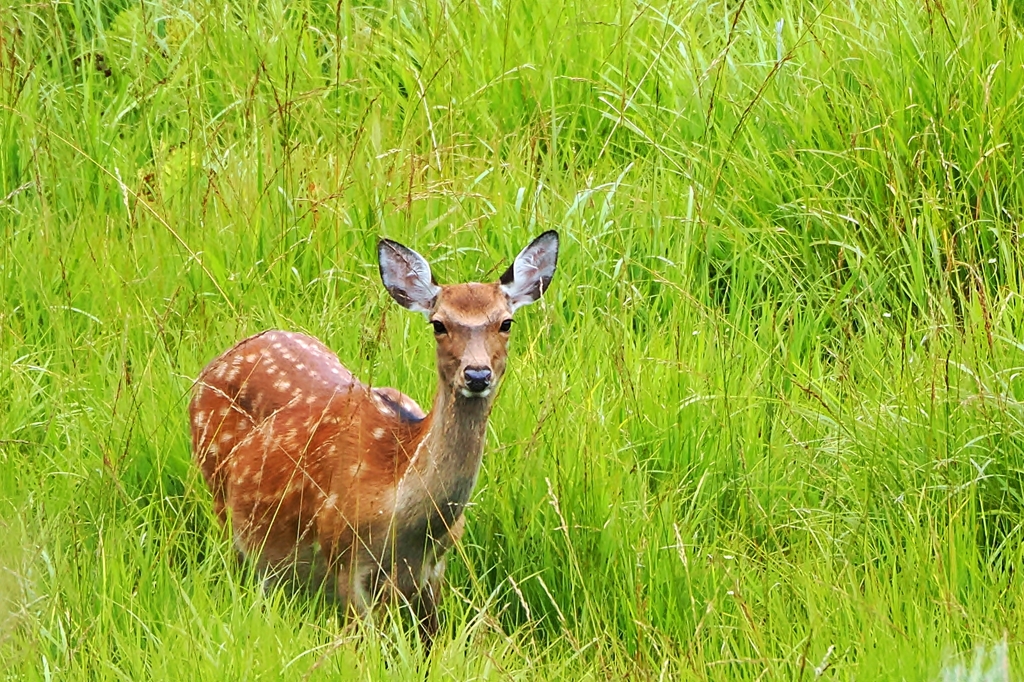 ニホンジカ♀