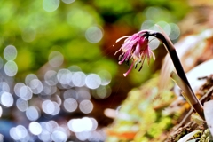 森に咲く (ショウジョウバカマ)