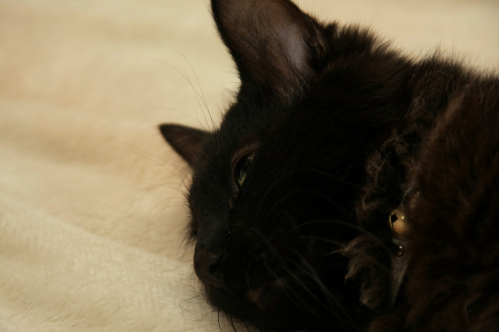 とろ とろ とろ～ん