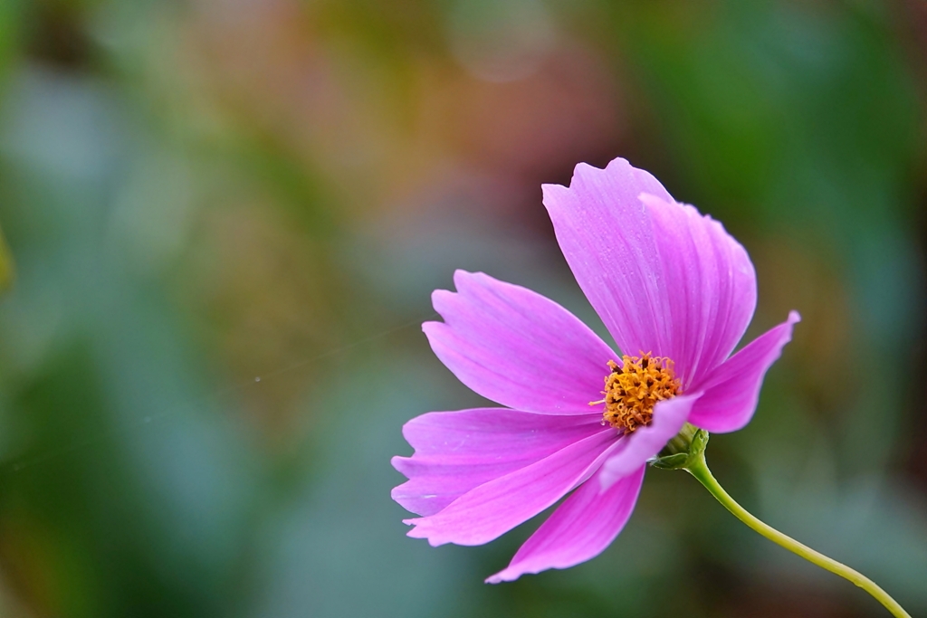 庭の花（コスモス）