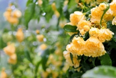 庭の花2025 (モッコウバラ)