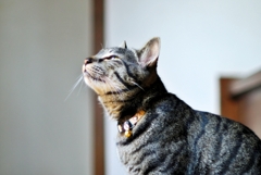 光の方 (shima)