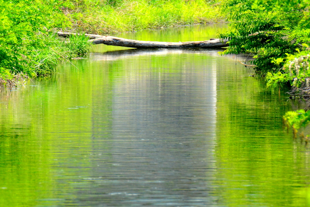グリーンな水鏡