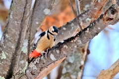 アカゲラ♀