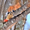 アカゲラ♀